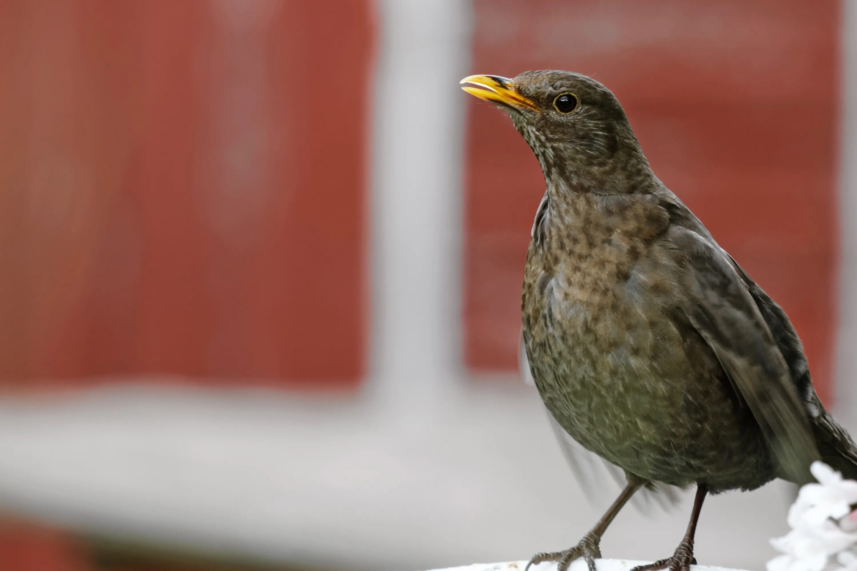 Желто коричневая птичка. Turdus Merula самка. Черный Дрозд птица самка. Дрозд крапивник. Коричневый Дрозд с желтым клювом.