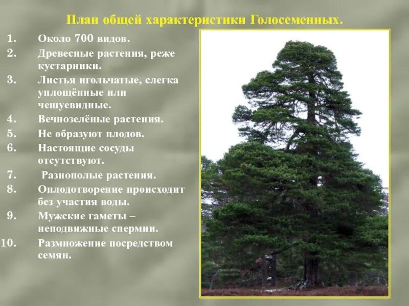 Сообщение о голосеменных 7 класс. Характеристика голосеменных растений. характеристика отдела голосеменные. отдел голосеменные общая характеристика. голосеменные растения древесные растения.