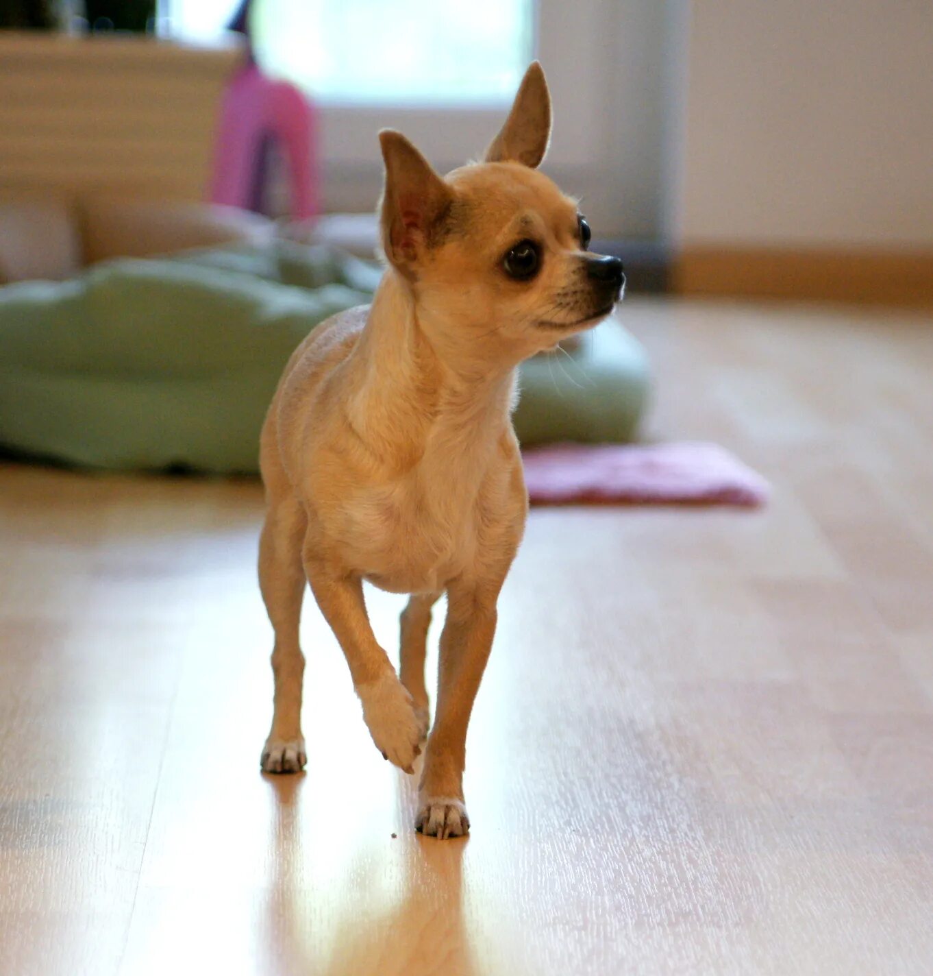 Название породы самой маленькой собаки. Чихуахуа короткошерстные бежевый. Карликовый терьер. Карликовый чихуахуа. Маленькая собачка чихуахуа.