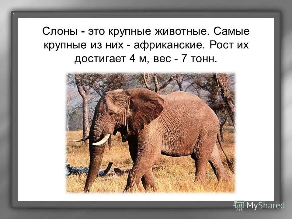Краткое содержание слон 3 класс. Куприн слон короткий пересказ. Слон : рассказы. Доклад о слонах. Куприн "а.