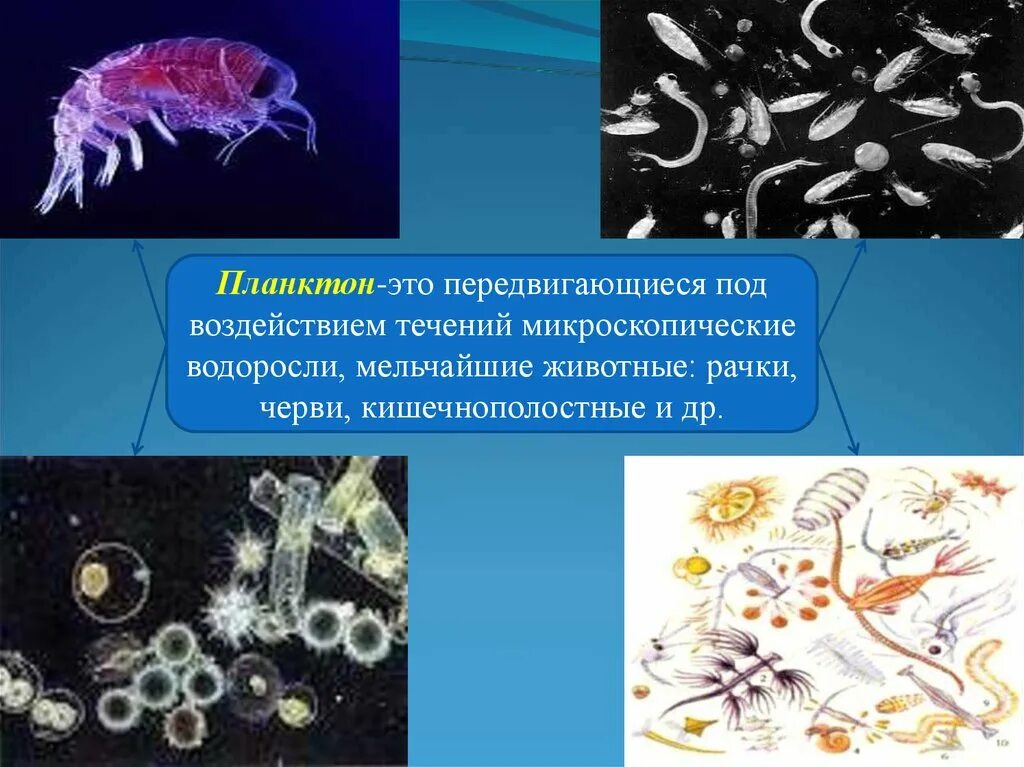 Что такое планктон биология 5 класс. Представители планктона. Планктонные организмы. Планктон животные.
