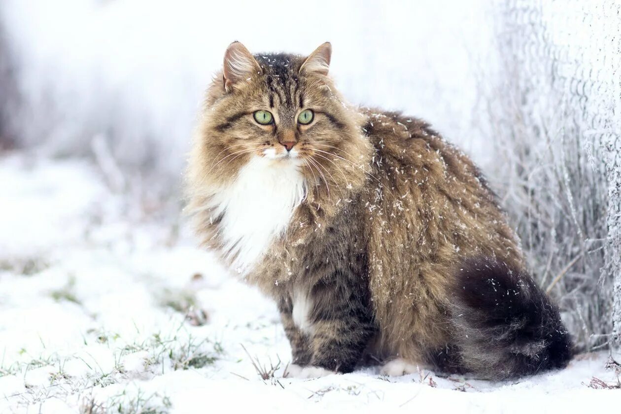 Сибирская кошка. Сибирская кошка агути. Сибирская пуховая кошка. Сибирский длинношерстный кот. Сибирская описание породы