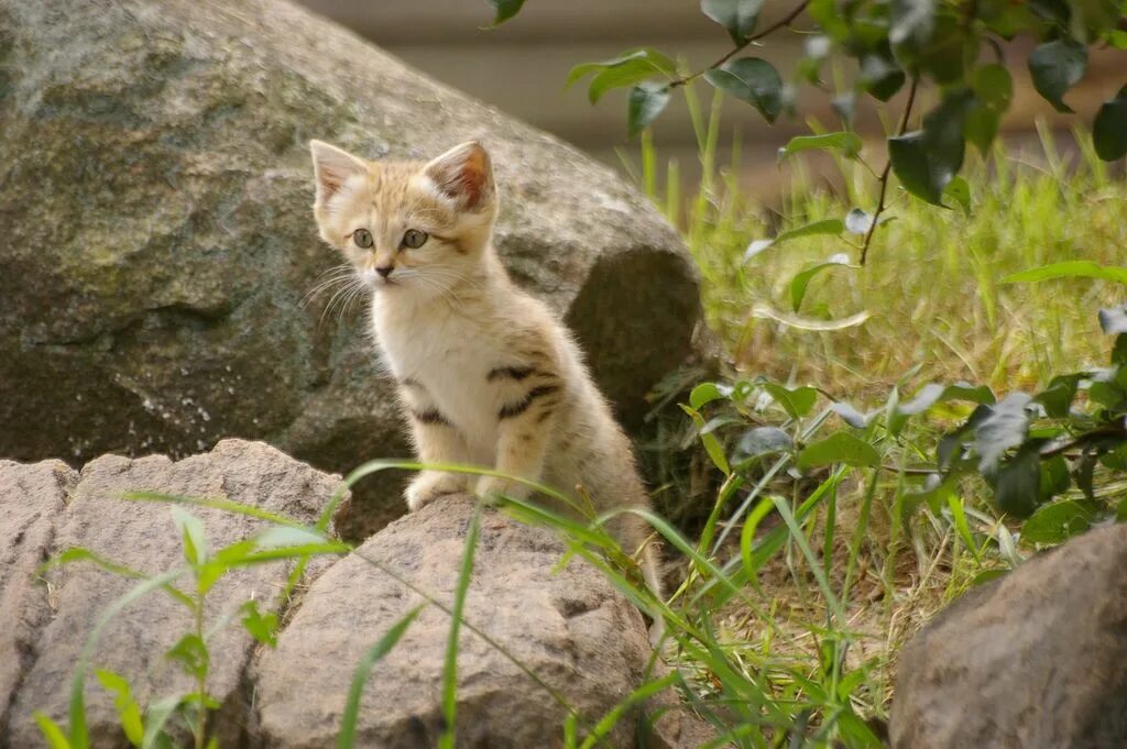 Wild kitty net
