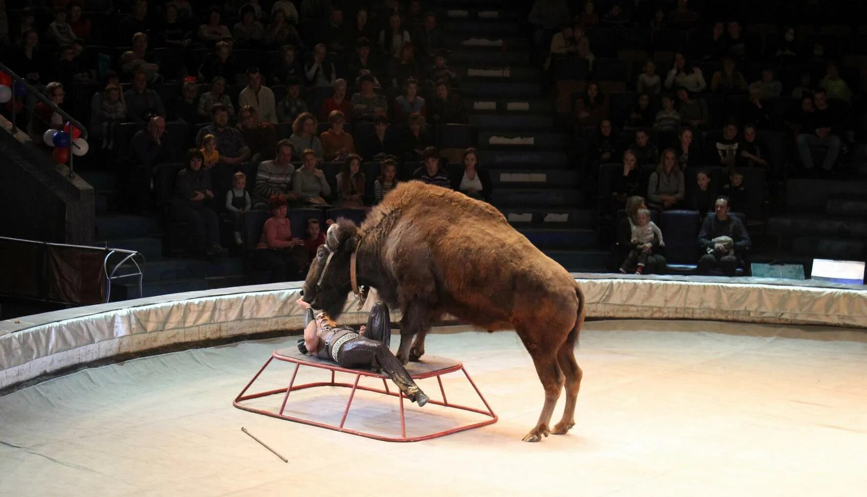 Зубр из циркового цирка. Животные в цирке. Цирк шоу слонов братьев гертнер. Медведь в цирке. Зубр из циркового цирка.