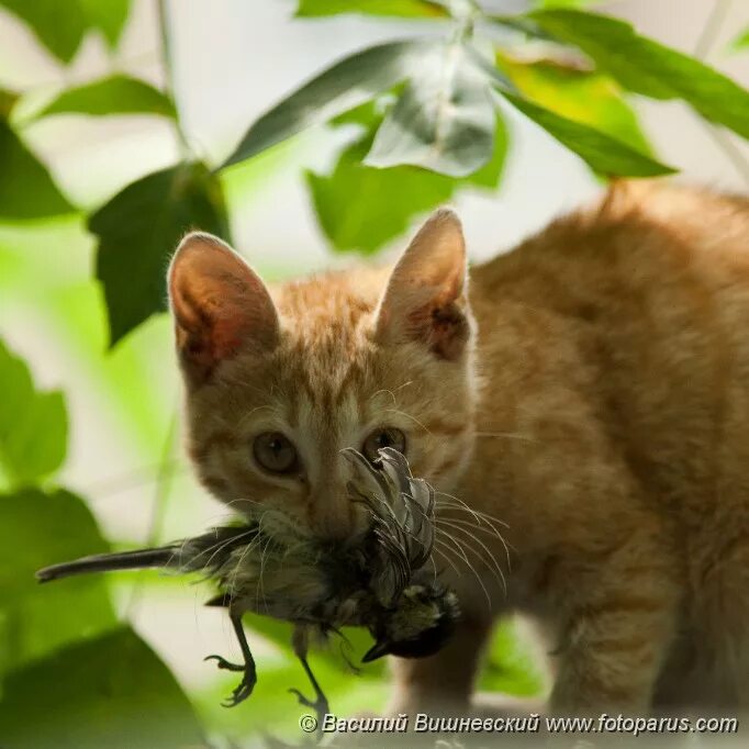 Фелис Катус. Кот с птицей в зубах. Кот ест птицу. Кот с синицей в зубах. Кошка ест птицу