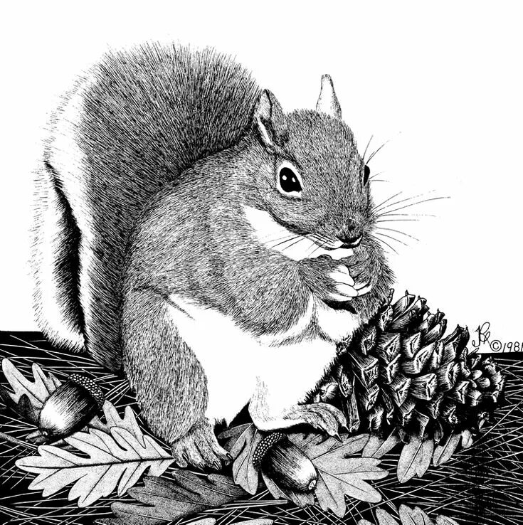 TheRootedAcorn: The Rooted Acorn Squirrel illustration, Wood engraving, Squirrel