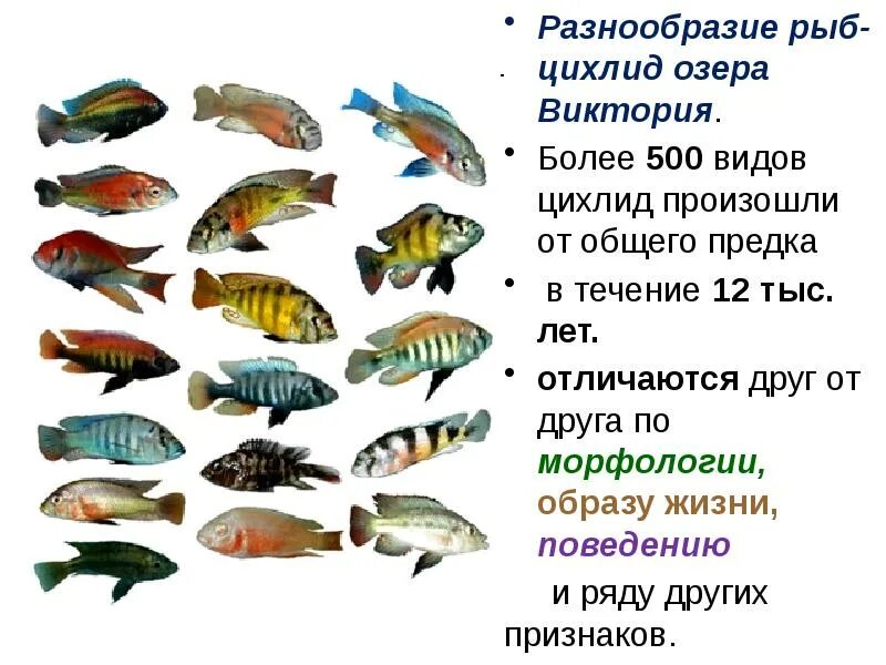 Почему у рыб разнообразная форма. Симпатрическое (экологическое) видообразование. разнообразие рыб. видообразование у цихлид.