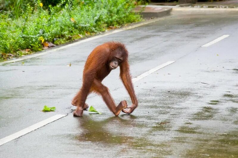 обезьяна без хвоста. детеныш шимпанзе. горилла и шимпанзе. обезьяна идет. обезьяна идет.