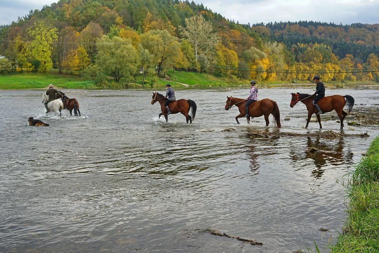 Чудесный витязь коня из реки. Лошадь у реки. Лошадь на речке. Стадо лошадей. Кони переходят реку.