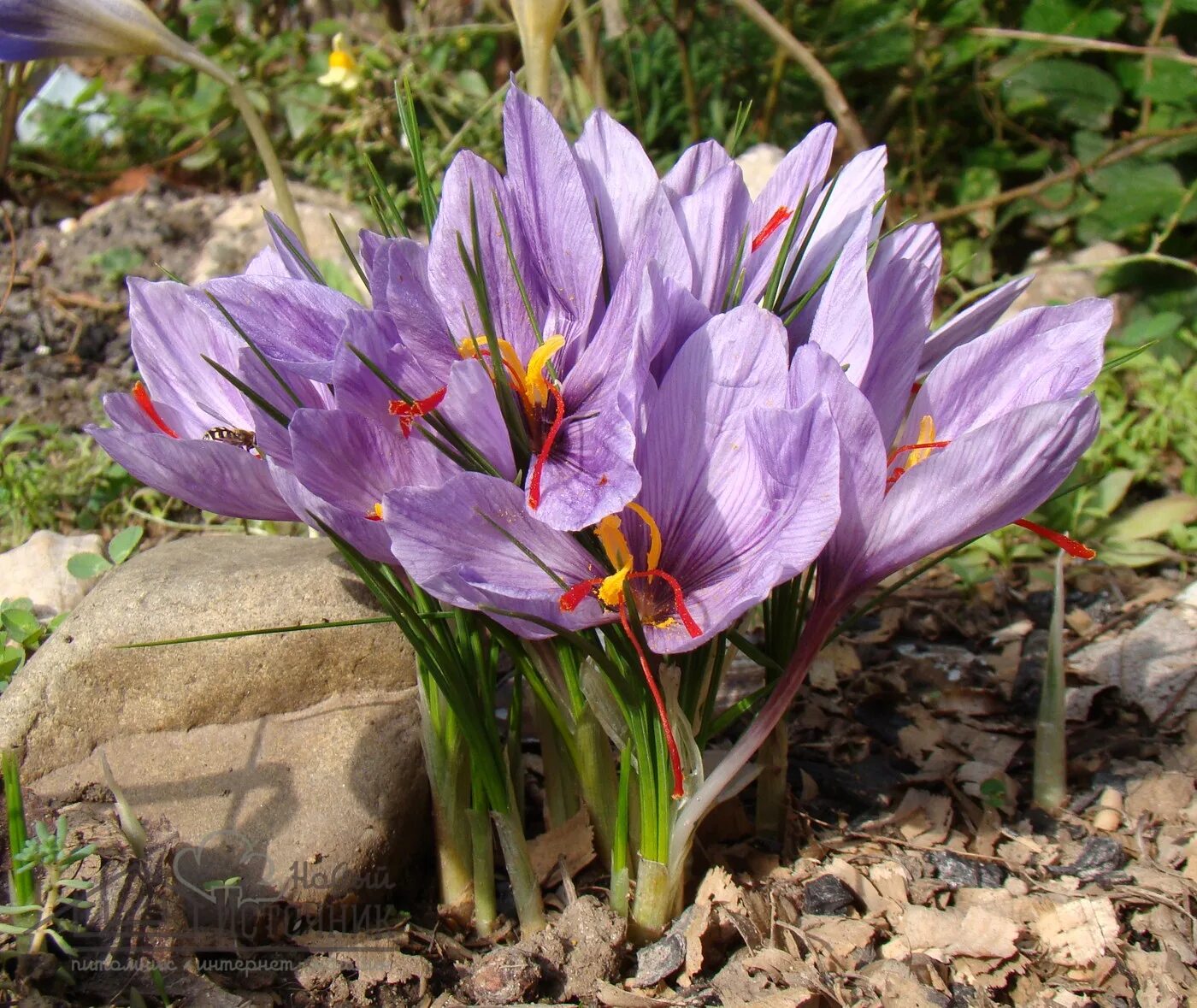 Крокус ножевые. Крокус Шафран посевной. Sativus Saffron Крокус. Шафран посевной (Crocus sativus). Крокус осеннецветущий Шафран посевной.