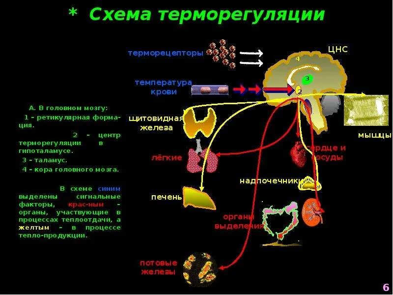 Центр терморегуляции у человека. Центр регуляции температуры тела у человека. схема терморегуляции гипоталамуса. гипоталамические центры терморегуляции. гипоталамус центр терморегуляции ядро.