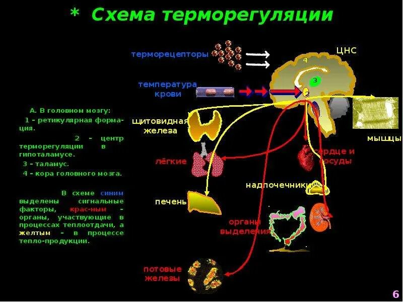 Центр регуляции температуры тела у человека. Схема терморегуляции гипоталамуса. Гипоталамические центры терморегуляции. Гипоталамус центр терморегуляции ядро. Регуляция температуры кожей