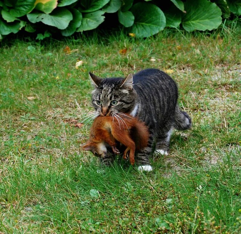 Догони кота. Кот охотится. Кот охотник. Кошка с добычей. Кот и белка.