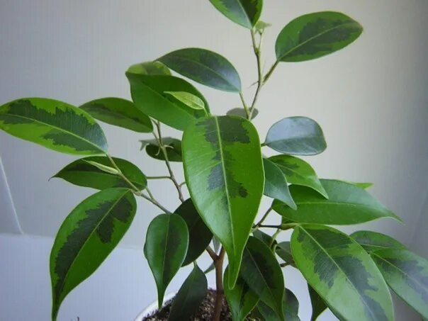 Ficus elastica (Rubber Tree Plant) Rubber tree plant, Trees to plant, Ficus elas