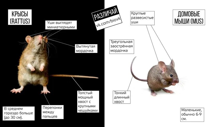 Как отличить крысу. Семейство мышиные представители. Семейство крысиных. Разница между крысой и мышью. Представители отряда мышиные.