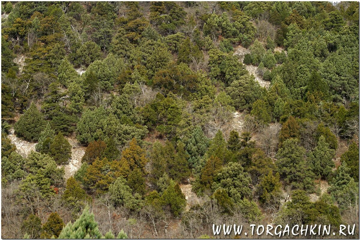 шесхарисское можжевеловое редколесье. шесхарисское можжевёловое редколесье новороссийск. шесхарисское можжевёловое редколесье новороссийск. шесхарисское можжевёловое редколесье. шесхарисское можжевеловое редколесье.