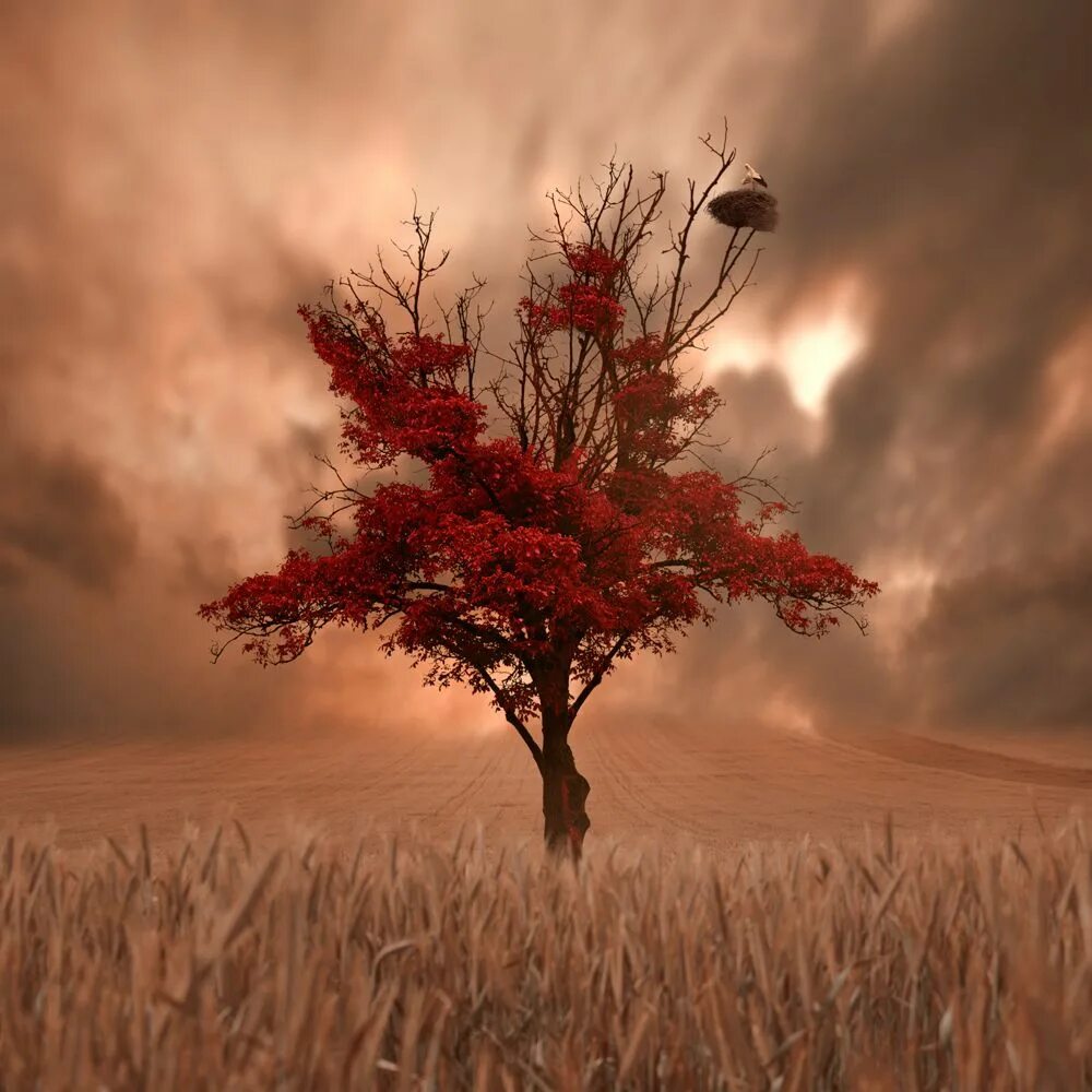 Caras Ionut фотограф сюрреалист. Осенний ветер. Осень сюрреализм. Дерево на ветру.