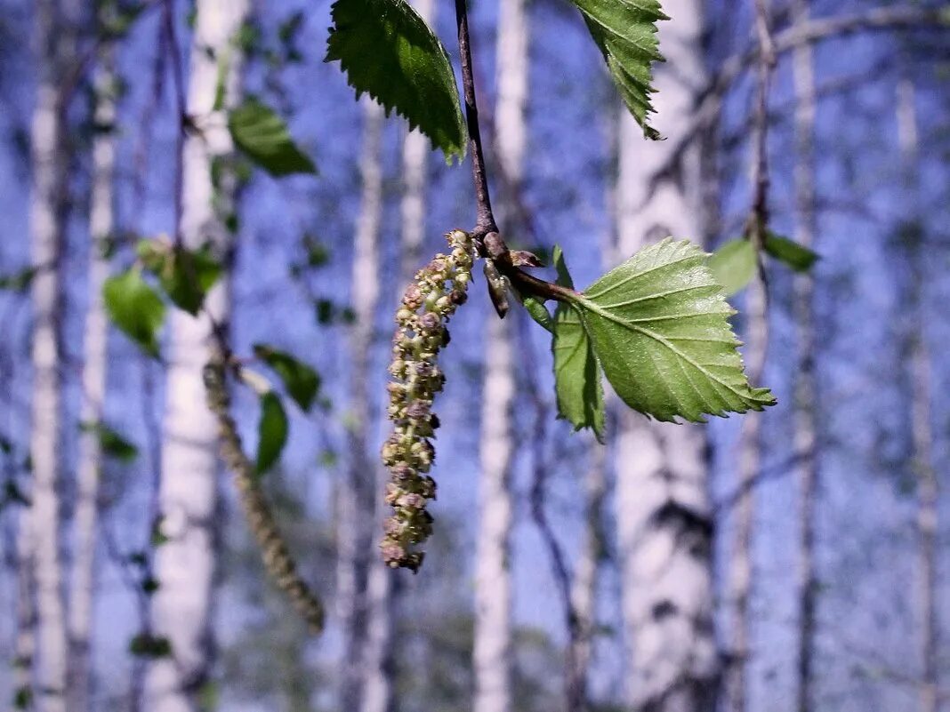 На березке появились. Береза ольхолистная. Betula (береза) лекарственные. Тычиночные сережки березы. Сережки у Березки.