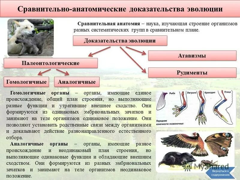 Установите соответствие пример эволюционного изменения. Сравнительно-анатомические доказательства эволюции примеры таблица. Сравнительно-анатомические доказательства эволюции это в биологии. Сравнительно анатомические доказательства эволюции животных. Сравнительно-анатомические доказательства примеры.