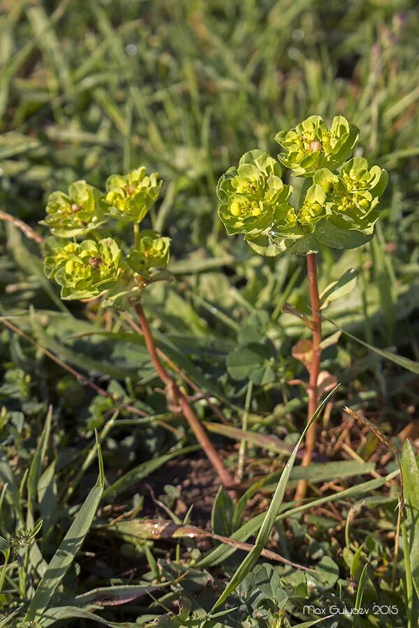 Молочай корень мужик корень. Молочай болотный (palustris). Euphorbia helioscopia молочай солнцегляд. Молочай солнцегляд (Euphorbia helioscopia l.). Трава солцег молочай солнцегляд.