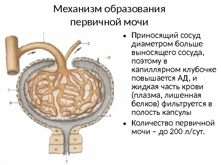 Первичная моча образование. Фильтрация первичной мочи происходит в. Процесс фильтрации первичной мочи происходит в. Первичная моча образуется в результате.