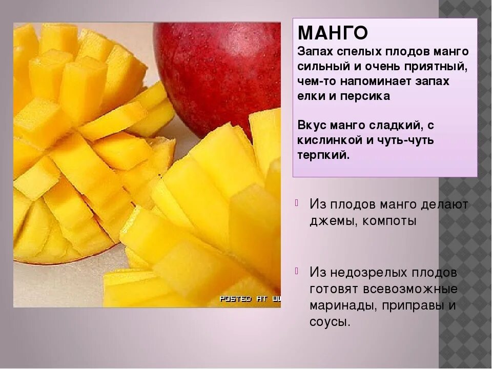 Манго польза есть. Как выбрать манго. Как правильно выбрать Магно. Как выбрать спелое ман. КСК правильно выбираьь манго.
