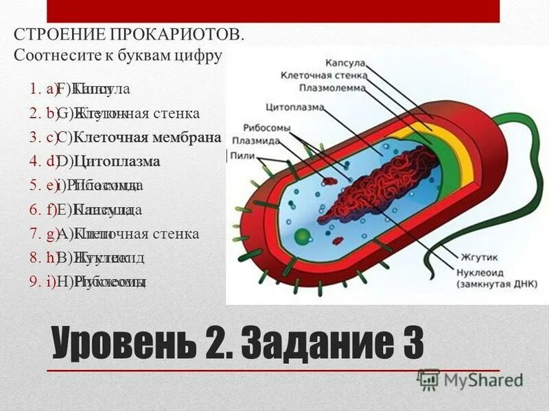 Нуклеоид в какой клетке