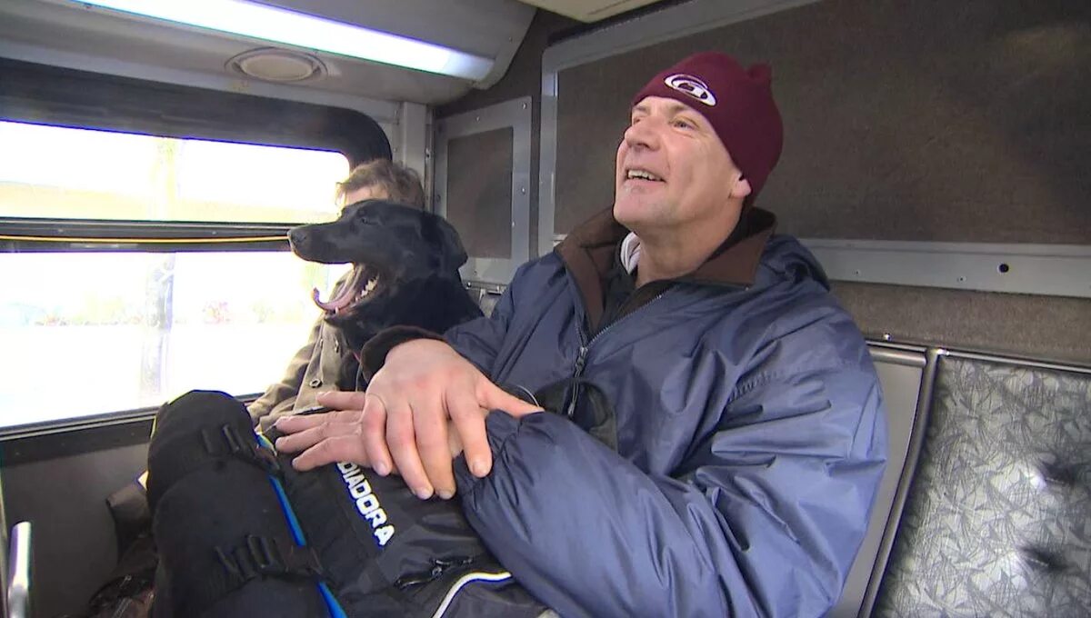 Можно ли в автобусе ехать с собакой. Вагон для животных. Лабрадор в автобусе. Собака в общественном транспорте. Автобус для животных.