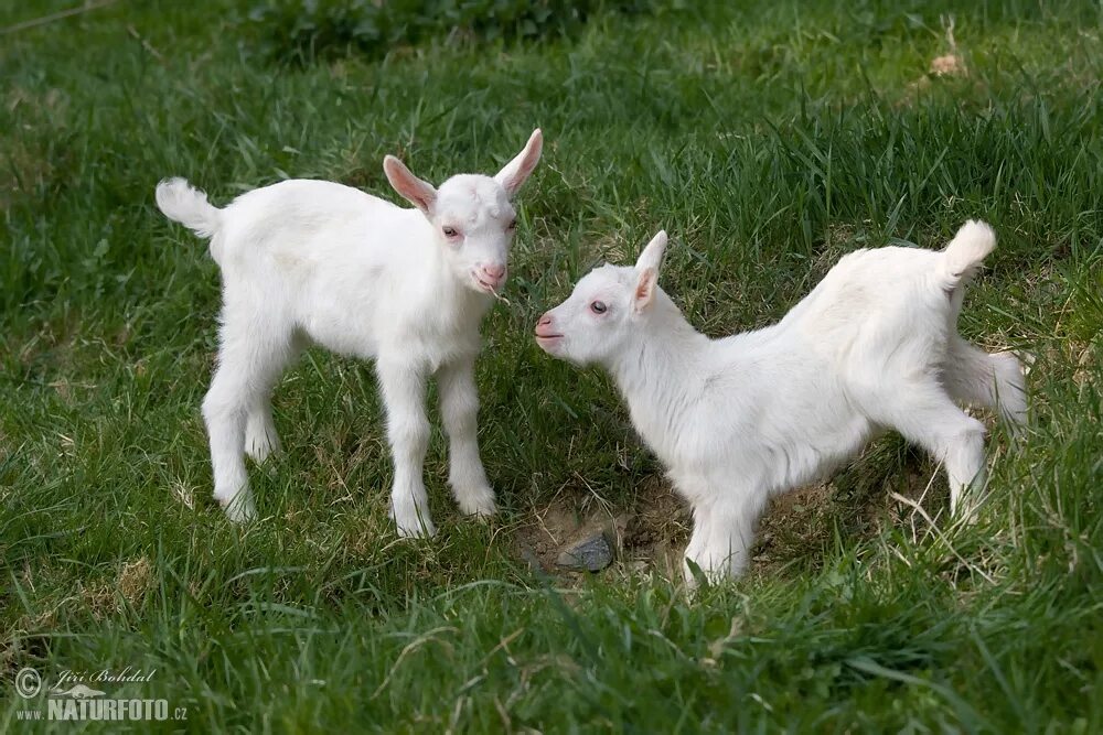 Козлята 3 недели. Домашняя коза (Capra hircus). Две одинаковые козы. Трехнедельных козлик. Беспородные козлята 3 месяца.