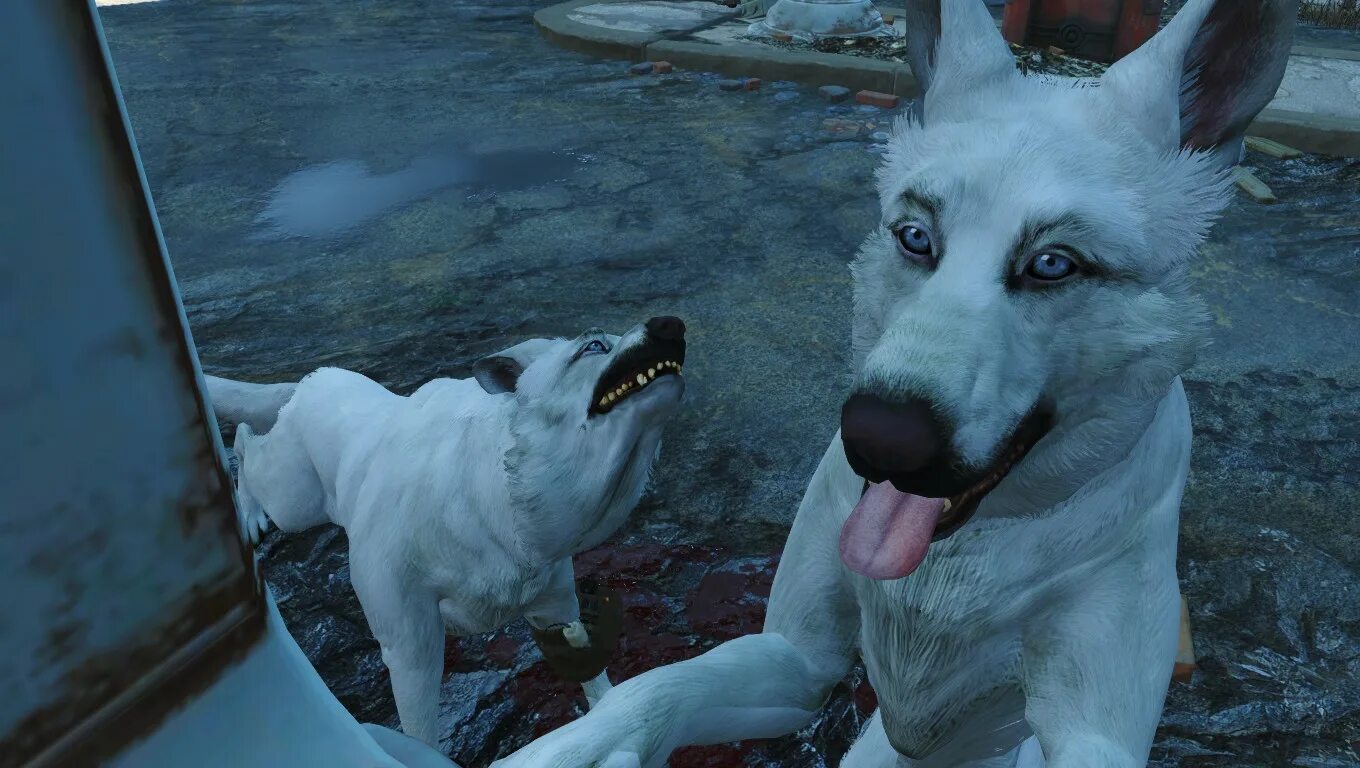 Фоллаут 4 псина. Собака РПГ фото. Dogmeat Fallout 1. Fallout 4 Mod псина рейдер. Игры убей собаку