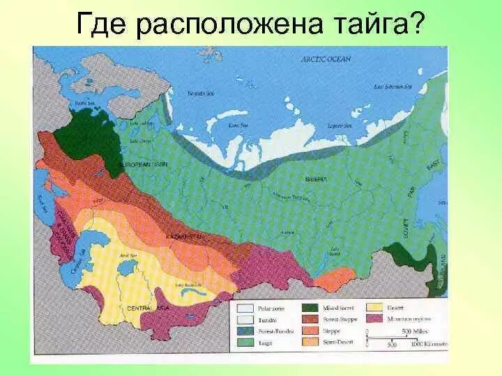 Какую территорию россии занимает тайга. Тайга природная зона на карте. Зона тайги на карте России. Расположение тайги на карте природных зон. Расположение зоны тайги в России.