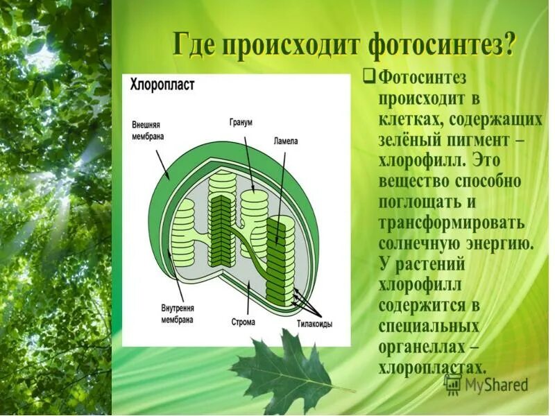 Хлоропласты содержат. Тилакоид фотосинтез. фотосинтез хлоропласты хлорофилл. фотосинтез в хлоропластах. хлорофилл содержится в хлоропластах.