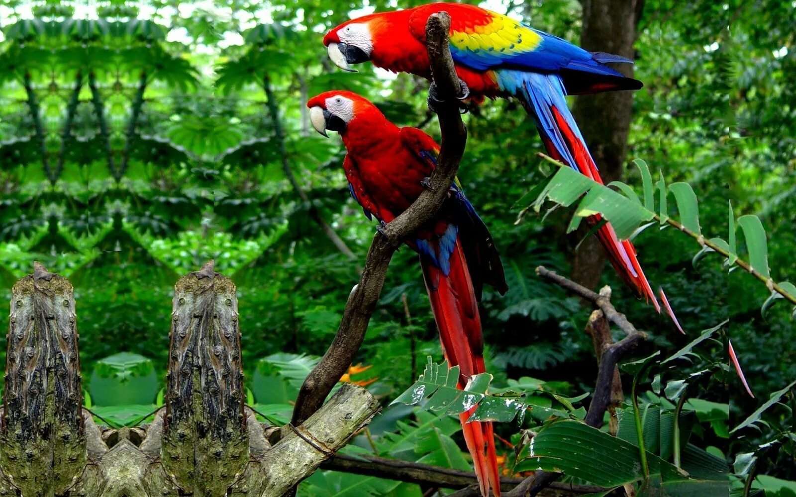 Тропические животные 1 класс. Сельва попугай ара. Парк птиц (Фос-Ду-Игуасу). Коста Рика попугаи. Попугаи тропических лесов Африки.
