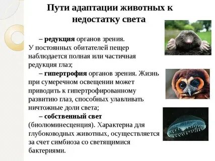 Интересные адаптации животных