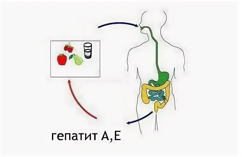 Фекально оральный гепатит. Механизм передачи гепатита е. Вирусный гепатит е пути передачи. Фекально-оральный путь передачи гепатита. Фекально оральный механизм передачи.