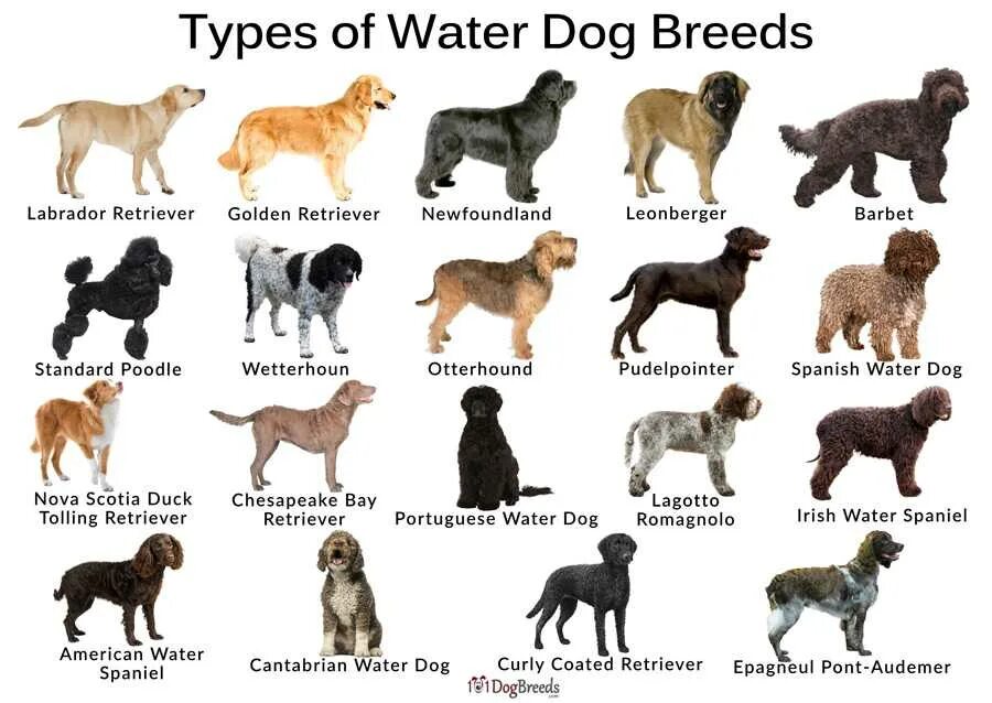 Породы собак названия. Крупные собаки и их названия. Породы собак каталог. Breed порода собак. Породы собак по алфавиту с фотографиями и названиями.