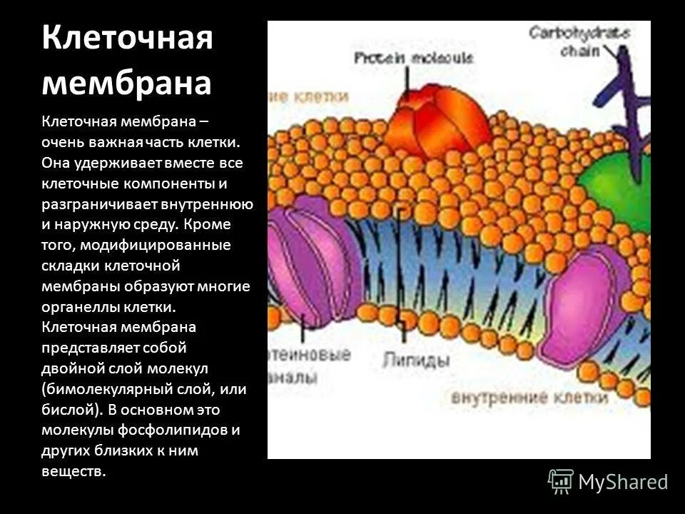 Клеточная мембрана. Наружная мембрана клетки. Внешняя оболочка клетки. Возникновение мембраны клетки