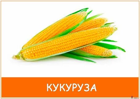 Кукуруза на английском