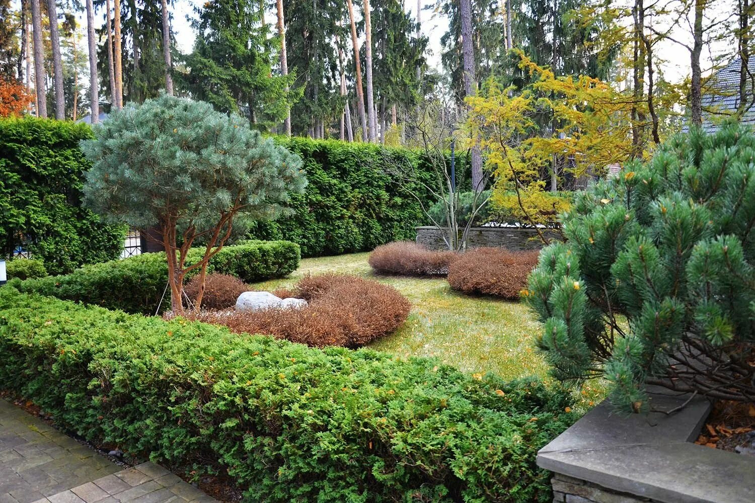 Хвойники сосна можжевельник. Сосна горная мугус. Сосна сочетается. Татьяна мельникова ландшафтный дизайнер хвойники. Сосна горная ниваки.