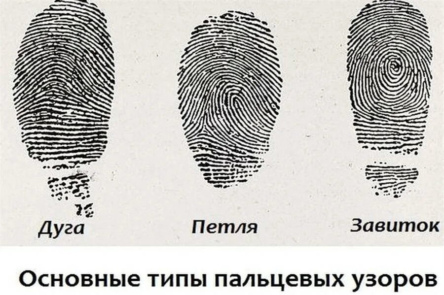 отпечатки пальцев класса. отпечатки пальцев класса. дерматоглифика узоры пальцев. отпечатки пальцев папиллярные узоры. отпечатки пальцев дактилоскопия.