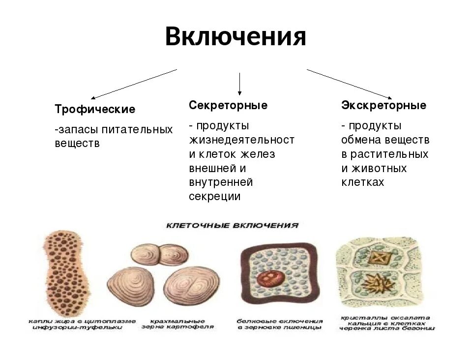 Включения клетки строение и функции. Клеточные включения строение и функции. Строение клеточных включений и их функции. Клеточные включения строение и функции таблица. Включений и т д