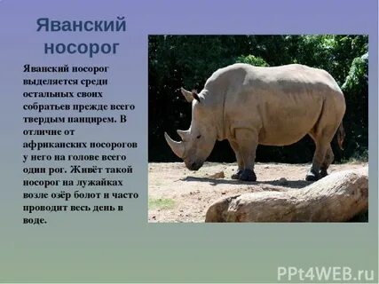 Сообщение о белом носороге