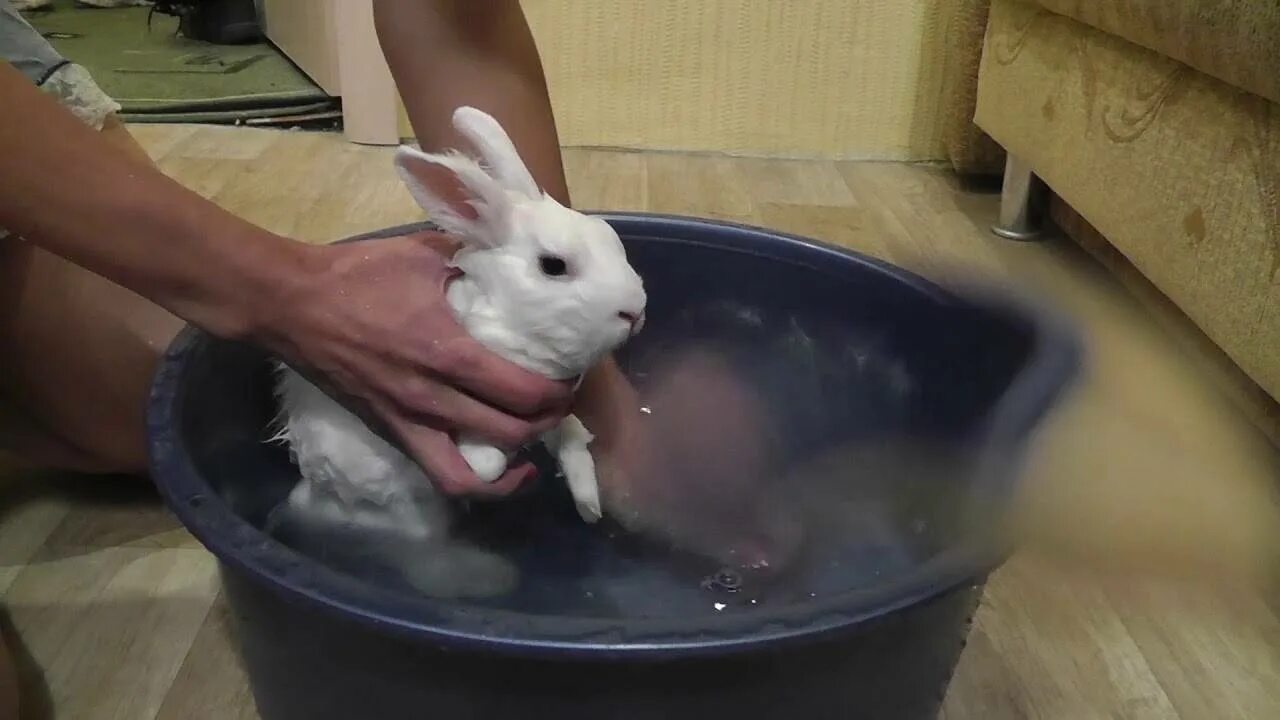 Можно ли мыть кролика декоративного. Кролик купается. Кролик моется. Купание кролика декоративного.