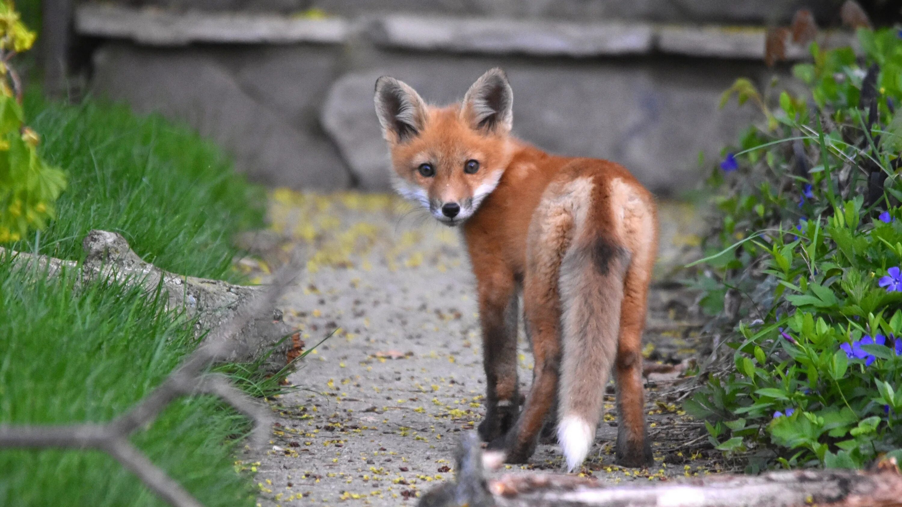 Лиса обои. Лиса РЕДФОКС. Ред Фокс (Red Fox). Fox ответы