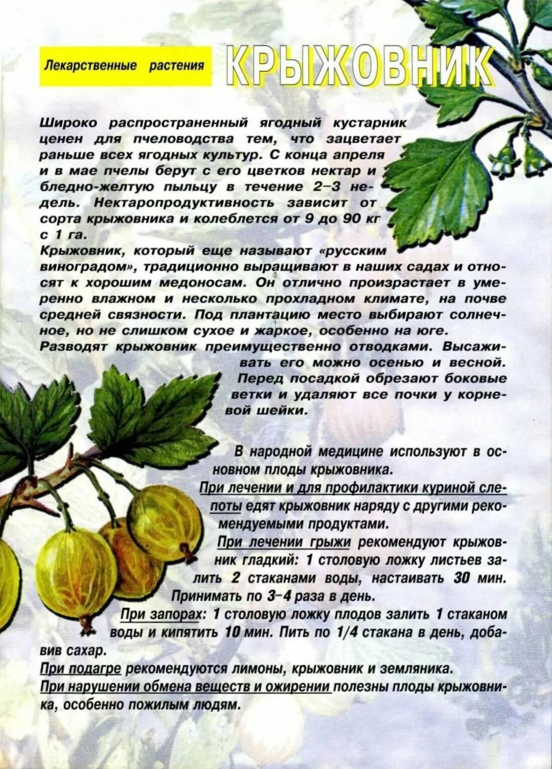Крыжовник польза и вред для организма человека. Крыжовник польза и вред для организма человека. Чем полезен крыжовник для организма женщины. Витамины в крыжовнике полезные. Крыжовник описание растения.