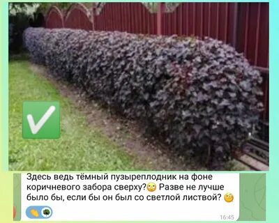 Пузыреплодник живая изгородь посадка