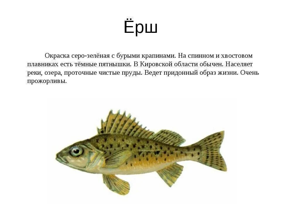 Ерш описание рыбы. Описание рыб для детей. Сообщение о Ерше. Рыба Ерш Речной.