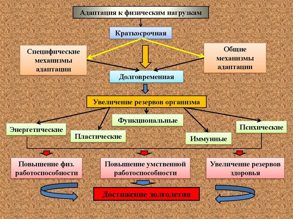 Знаток устройства организма. Адаптация к физическим нагрузкам. Физиологические механизмы адаптации. Механизмы адаптации организма к физическим нагрузкам. Адаптация к физическим нагрузкам и резервные возможности организма.