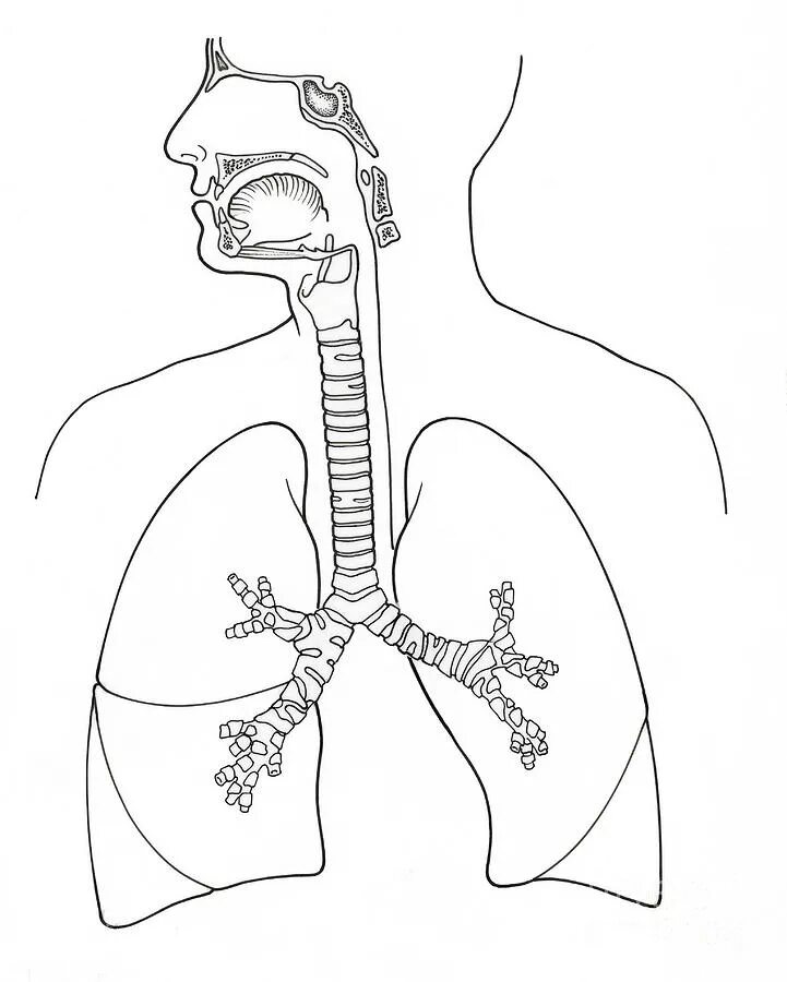 Из трахеи воздух попадает в. Дыхательная система трахея анатомия человека. Органы дыхательной системы человека схема. Дыхательная система органов дыхания рисунок. Дыхательная система человека схема для детей.