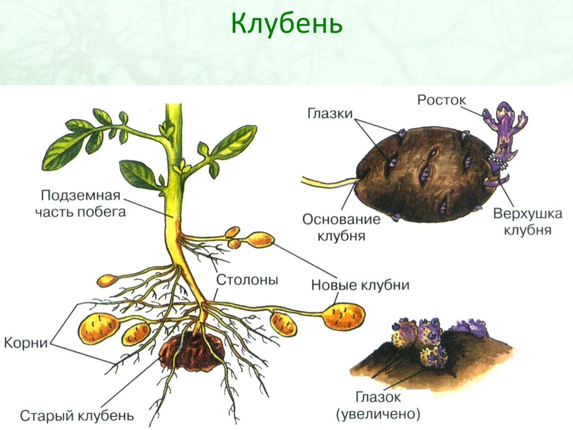 Строение клубня картофеля столон. Клубень картофеля подземный побег. Видоизменённые побеги клубень картофеля. Столоны седмичника и клубни картофеля. Клубень картофеля и ус земляники